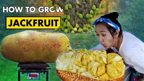 Jack Fruit Farming | How to grow Jackfruit Seeds at Home - raincitystudios.com