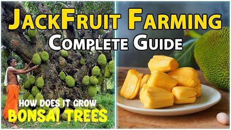 Jack Fruit Farming - Complete Guide - raincitystudios.com