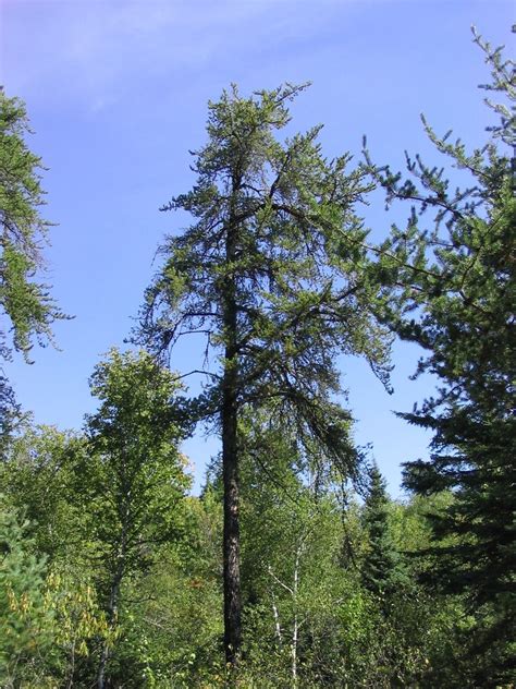 Jack pine - raincitystudios.com