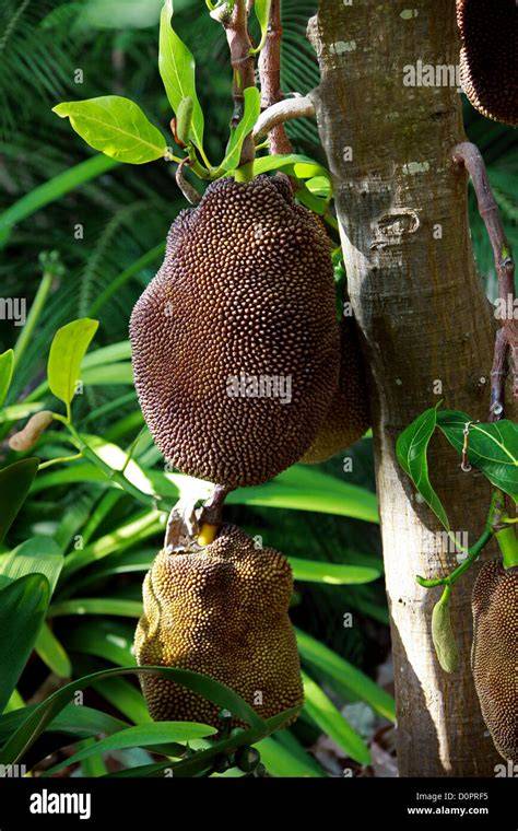 Jackfruit, Artocarpus heterophyllus (Moraceae), as Source of ... - JSTOR - raincitystudios.com
