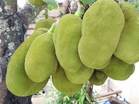 Jackfruit, Artocarpus heterophyllus - Growables - raincitystudios.com