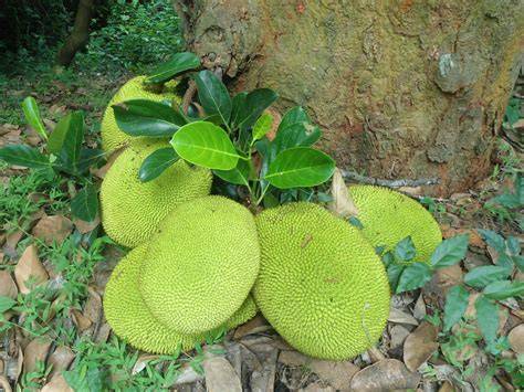 Jackfruit (Artocarpus heterophyllus) - Trees4Trees - raincitystudios.com