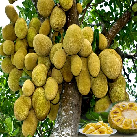 Jackfruit Farming Business Plan in India: Profit, Yield - raincitystudios.com