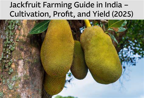 Jackfruit Farming Guide: Cultivation Steps, Costs - raincitystudios.com