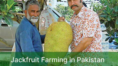 Jackfruit Farming in Pakistan: - Agribusiness - raincitystudios.com