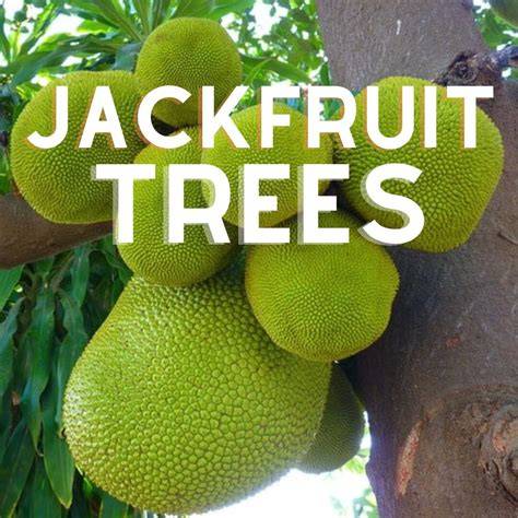 Jackfruit from farm for sale - Food - Bonville, New South Wales ... - raincitystudios.com