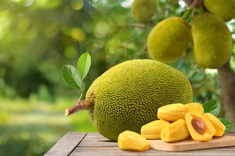 Jackfruit or Kathhal Cultivation; A Complete Information … - raincitystudios.com