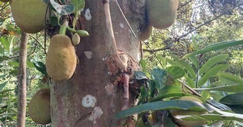 Jackfruit Plantation Guide: Learn how to cultivate jackfruit - raincitystudios.com