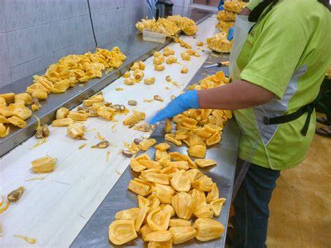 JACKFRUIT PROCESSING - raincitystudios.com