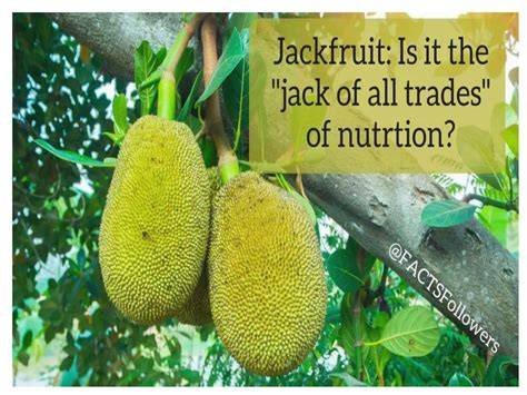 Jackfruit production – Philippine Tambayan - raincitystudios.com