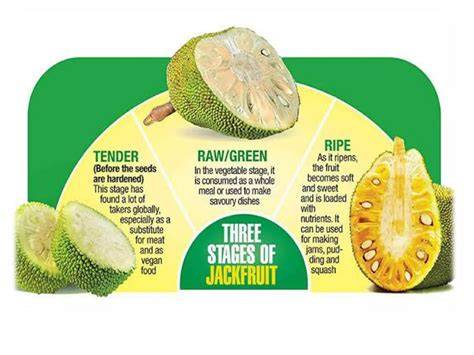 Jackfruit Production Guide - Jackfruit Farming - Business Diary … - raincitystudios.com