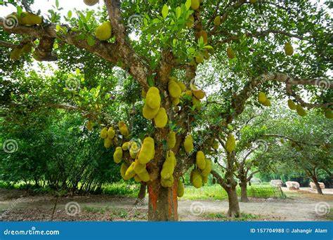 Jackfruit tree #vegetables #fruit #agriculture #nature #shorts # ... - raincitystudios.com