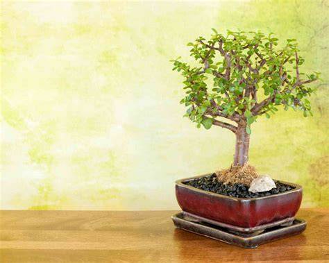 Jade Bonsai Styles: The Common Styles For Jade … - raincitystudios.com