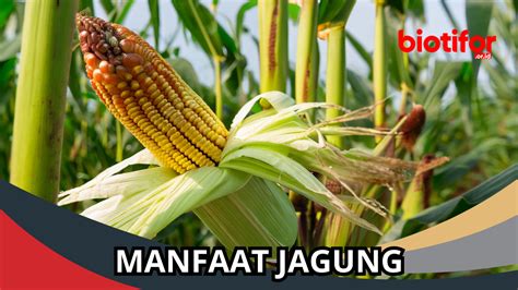 Jagung - Wikipedia Bahasa Melayu, ensiklopedia bebas - wintechmobiles.com