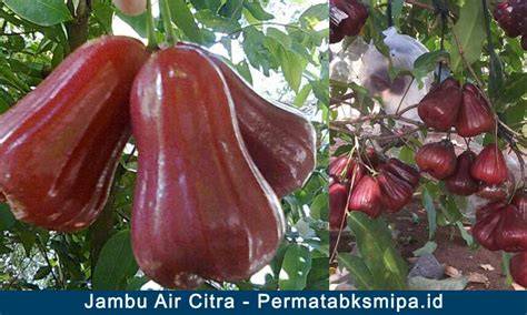 Jambu Air Citra | Kebun Bibit Buah - raincitystudios.com