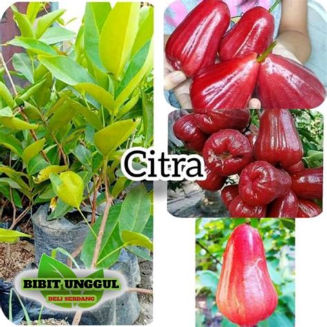 Jambu Air Citra Bibit Tanaman Buah - raincitystudios.com