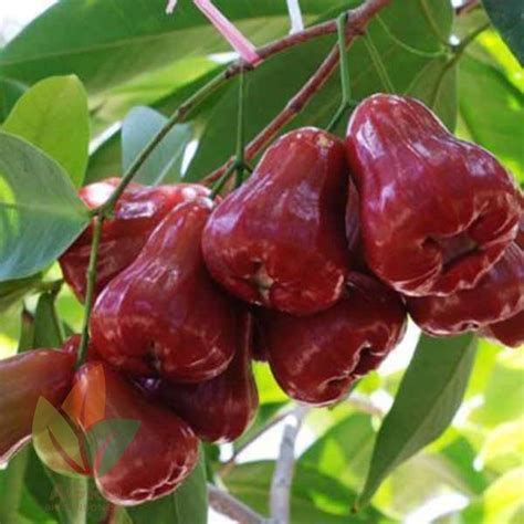Jambu Air Citra Merah Cepat Buah - Agro Bibit ID - raincitystudios.com