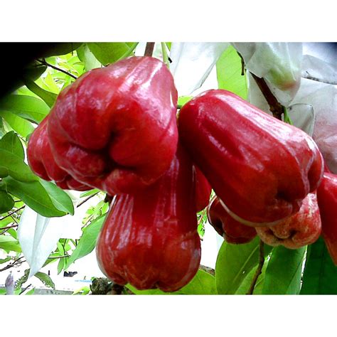 Jambu Air Termanis Super Besar - raincitystudios.com