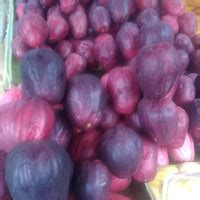Jambu Bol Harga Termurah - Pilihan Favorit - raincitystudios.com