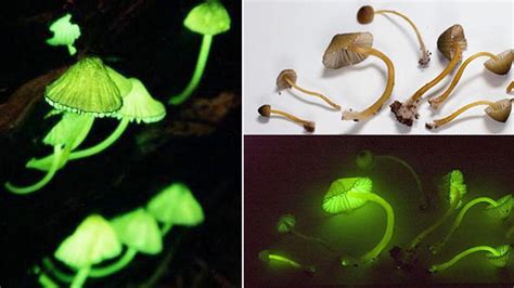 Jamur menyala | Biodiversity Warriors - Kehati - wintechmobiles.com