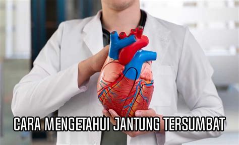 Jantung - Wikipedia bahasa Indonesia, ensiklopedia … - muktibox.com