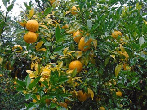 Japan’s Secret Citrus - Travel Japan (Japan National Tourism ... - raincitystudios.com
