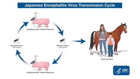 JAPANESE ENCEPHALITIS ngesex & kedai tahu gejrot info nonton video porno terbaru catat rating IMDb sebagai contoh yang bikin tegang Reddit Sma Terbaru Reddit Like jembut image 1
