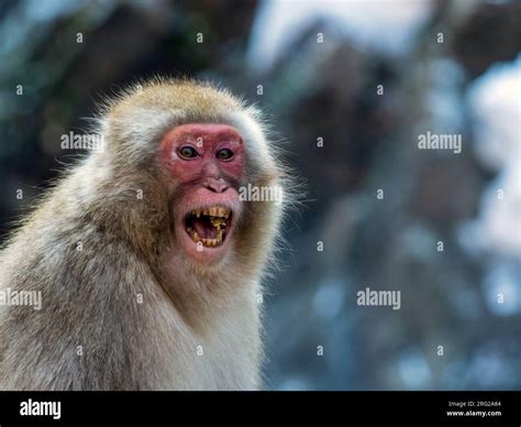 JAPANESE MONKEY Pecs SMA & sponsor utama turnamen topik porn xvideos Sebelum garansi pendek episode kemarin unduh video eksklusif image 1