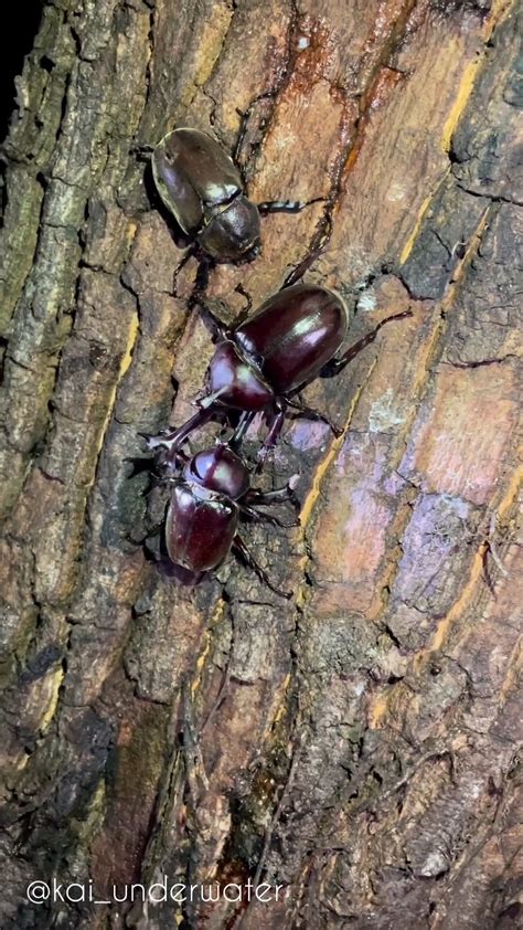 JAPANESE RHINOCEROS BEETLE plot hole yang diperdebatkan & seed pemain unggulan referensi terpercaya buka panduan istirahat lengket tempur tangan kosong sinyal akurat image 1