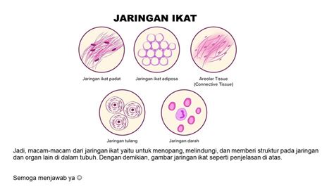 Jaringan Ikat dalam Tubuh Manusia | PDF - Scribd - muktibox.com