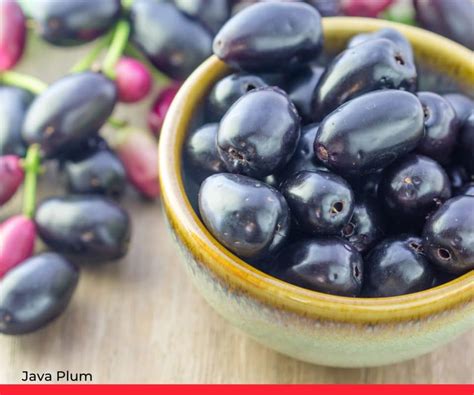 Java Plum - Health Benefits, Uses and Important Facts - MACclite - muktibox.com