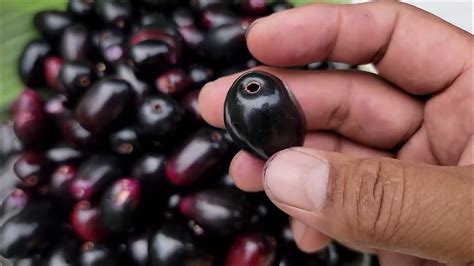 Java Plums Information and Facts - Specialty Produce - muktibox.com