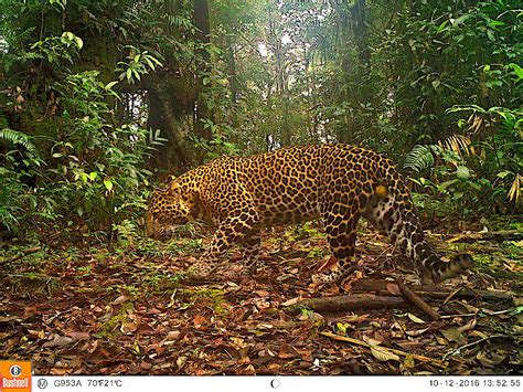Javan Leopard: The Elusive Big Cat of Indonesia - raincitystudios.com