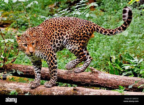Javan Leopard (Panthera pardus melas) - Know Your … - raincitystudios.com