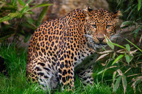 Javan leopard | species data, conservation, photos - raincitystudios.com