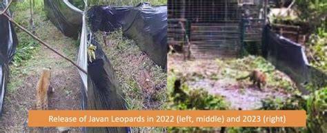 Javan Leopard Project - wanicare.proven-positive.eu - raincitystudios.com