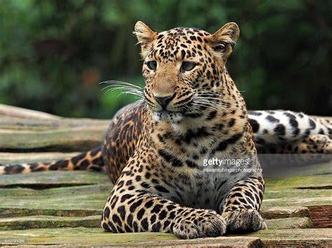 Javan leopard release program (JLRP) - Wild Cats World - raincitystudios.com