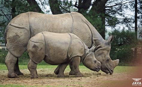 JAVAN RHINO - International Union for Conservation of Nature - muktibox.com