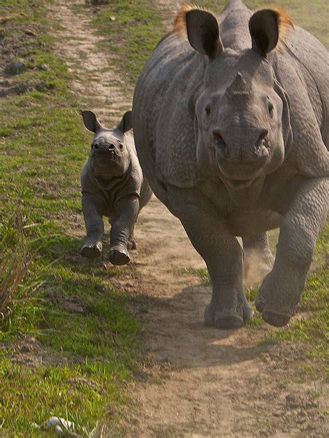 JAVAN RHINO - raincitystudios.com