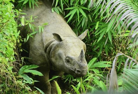 Javan Rhino Study and Conservation Area (JRSCA) - raincitystudios.com
