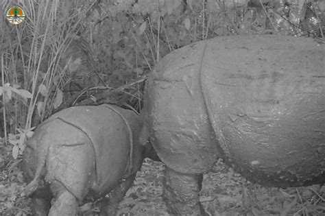 Javan Rhino Update | News | Save the Rhino International - raincitystudios.com