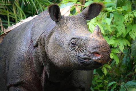 Javan rhinoceros | Population, Habitat, & Facts - raincitystudios.com
