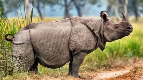 Javan Rhinoceros Profile: Behavior, Habitat, Conservation - raincitystudios.com