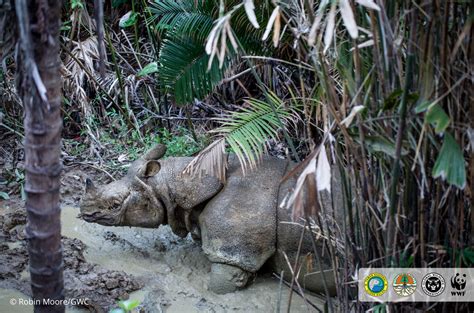 Javan Rhinos: An Ongoing Struggle to Save a Species - raincitystudios.com