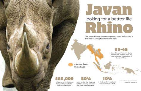 Javan Rhinos: Threats, Conservation, Interesting Facts | IFAW - raincitystudios.com