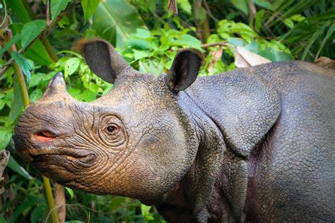 Javan rhinos 2.0 - Save The Rhino - raincitystudios.com