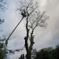 JC Tree Services, Manchester Tree Surgeons - Yell