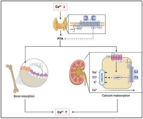 JCM Free Full-Text Disorders of the Calcium Sensing ... - MDPI