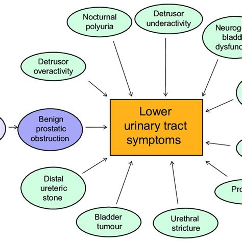 JCM Free Full-Text Lower Urinary Tract Symptoms and …