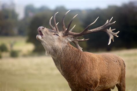 JELEN & ZAVERŠNIK, BAMBI organizacija in svetovanje, …